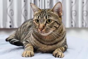 Curious pose cat with room scene, Tabby cat. photo