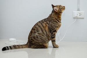 Tabby cat sitting on white floor photo