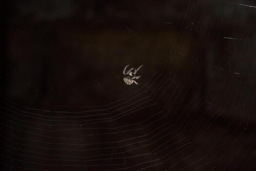 spider in nature and web photo