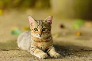 Kitten looks comfortable in nature photo