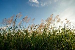 white and green grass in the background sky photo