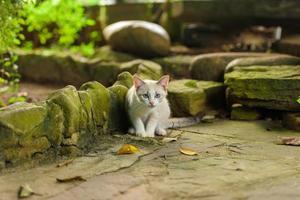 White kitten with blue eyes in nature photo