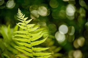 hojas de helecho sobre fondo verde foto