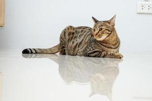 Tabby cat lying on a white background photo