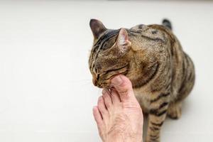 cara de gato frotando los pies de la gente, gato atigrado. foto