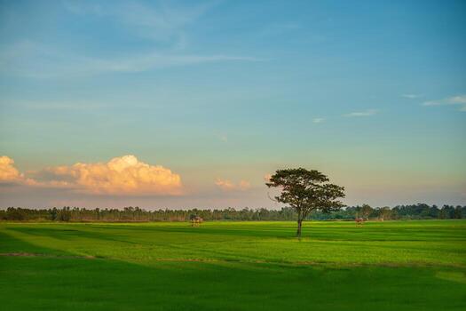 View of rice fields with evening sunlight photo