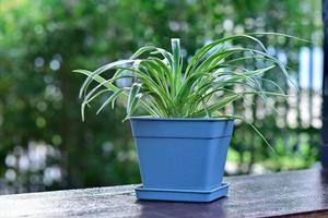 Green plants in blue plastic pots photo