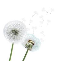 flor de diente de león con plumas voladoras sobre fondo blanco foto