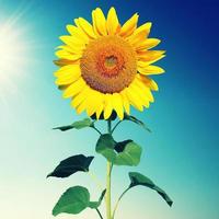 Field of blooming sunflowers on a background blue sky photo