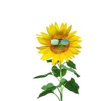 Funny sunflower with sunglasses on a white background photo