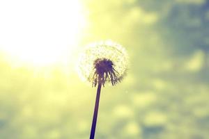 Dandelion flower with flying feathers on sunset. photo