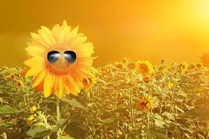 Funny sunflower with sunglasses on a sunset photo