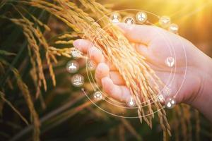 Female hand touching rice in a paddy rice field and smart farming icons technology. Innovation Agricultural technology, Modern agriculture, Smart farming system concept. photo