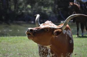 Chisholm Trail Cattle Drive photo