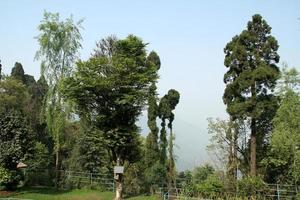 borde de follaje de árbol foto