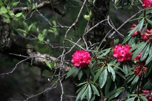 Wild Flowers at Forest photo