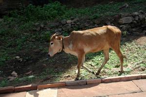 Cattle on Sidewalk photo