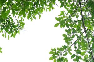 Green leaf and branches on white background photo