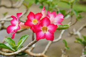 flores de azalea rosa en el jardín foto