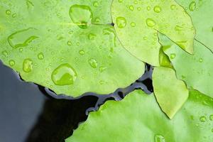 fondo de gota de agua en hoja de loto foto