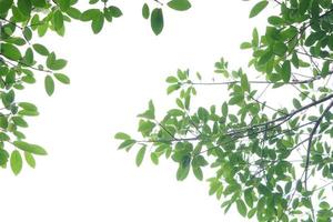 Green leaf and branches on white background photo