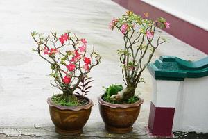 Las flores de adenium se colocan al costado de las escaleras que conducen a la casa. foto