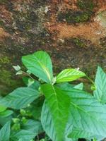 hojas verdes contra un muro de hormigón cubierto de musgo foto