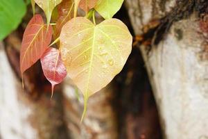 fondo verde de la hoja de bodhi el árbol donde falleció el buda foto