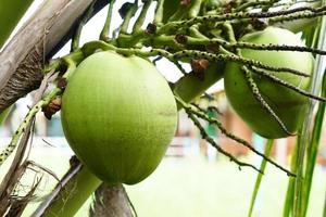 perfumed coconut in the tree photo