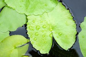 water drop background on lotus leaf photo
