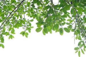 Green leaf and branches on white background photo