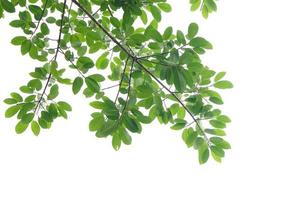 Green leaf and branches on white background photo