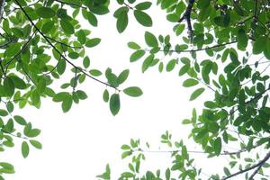 Green leaf and branches on white background photo