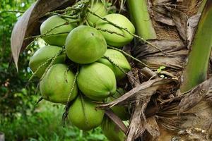 perfumed coconut in the tree photo