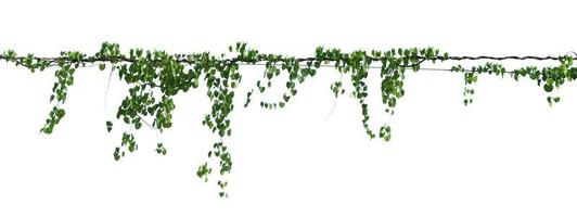 green leaf ivy  plant isolate on white background photo