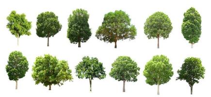 collection tree isolate on white background photo