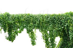 vine, ivy plant hanging on electric wire isolate with background photo