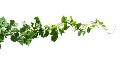 ivy plant isolate on white background photo