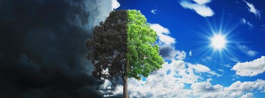 concept tree growing and dry with sky and sun background photo