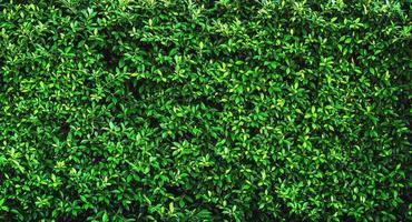 fresh green leave background texture photo