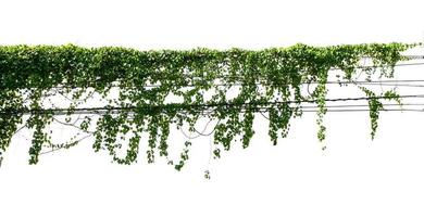 aislar la planta de hiedra de hoja verde sobre fondo blanco foto