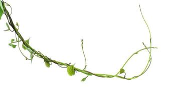 ivy plant isolate on white background photo