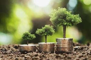 tree growing step on coins. concept finance and accounting photo