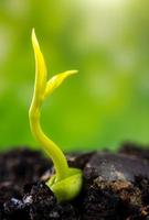 Bud leaves of young plant seedling in forest photo