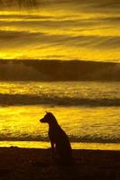 Silhouette of a dog lying on the beach and the gold light of sunset reflex on the sea surface photo