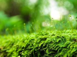 esporofito de musgo verde fresco con gotas de agua que crecen en la selva tropical foto