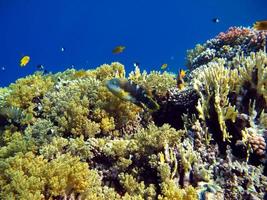 hermoso pez en el arrecife del mar rojo. foto