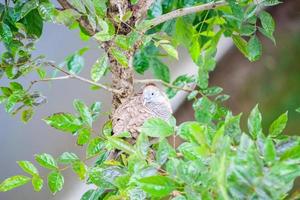 pájaro de la paloma de la cebra en rama de árbol foto