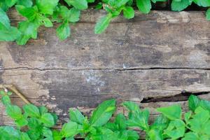 hojas de hiedra verde sobre fondo de madera con espacio de copia foto