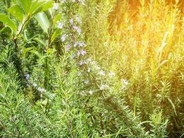 Fresh rosemary organic herb grow outdoor close up photo